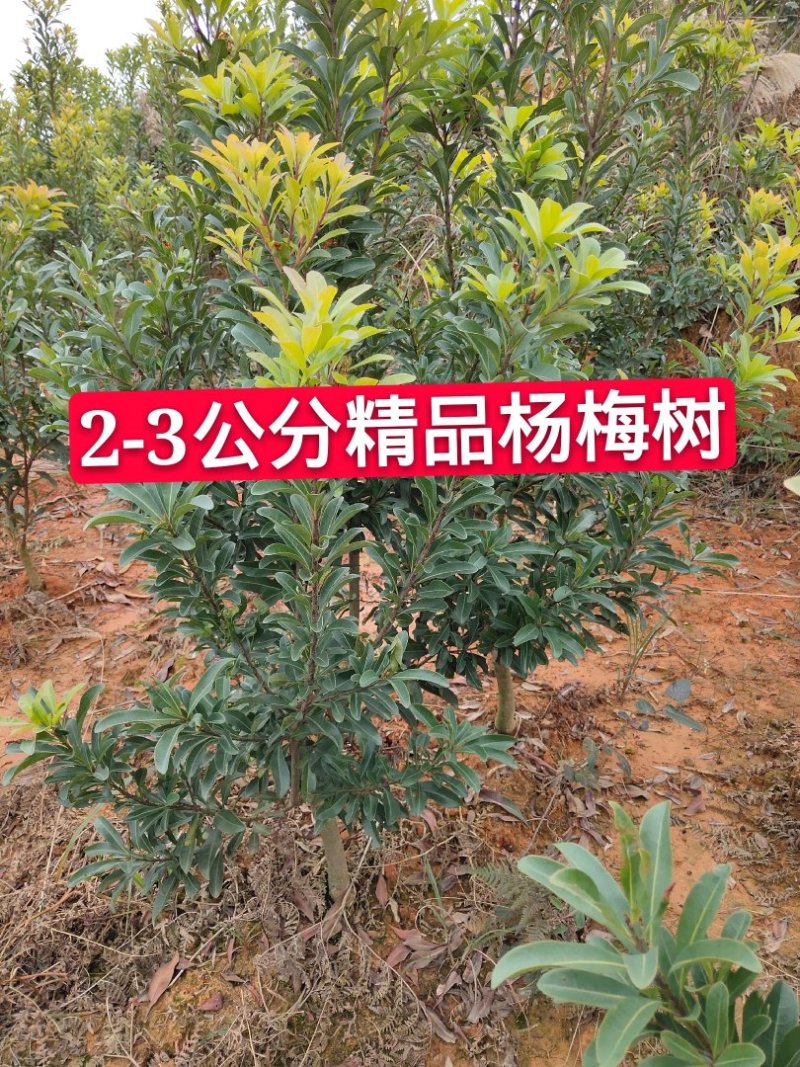 杨梅苗嫁接苗(大黑炭)(乌梅苗)荸荠南方杨梅苗
