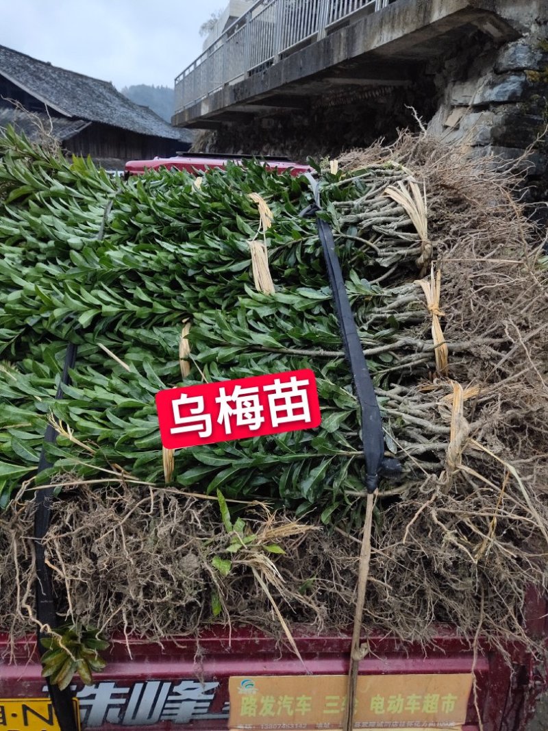 杨梅苗嫁接苗(乌梅苗)(黑炭)杨梅之乡优良品种！包邮