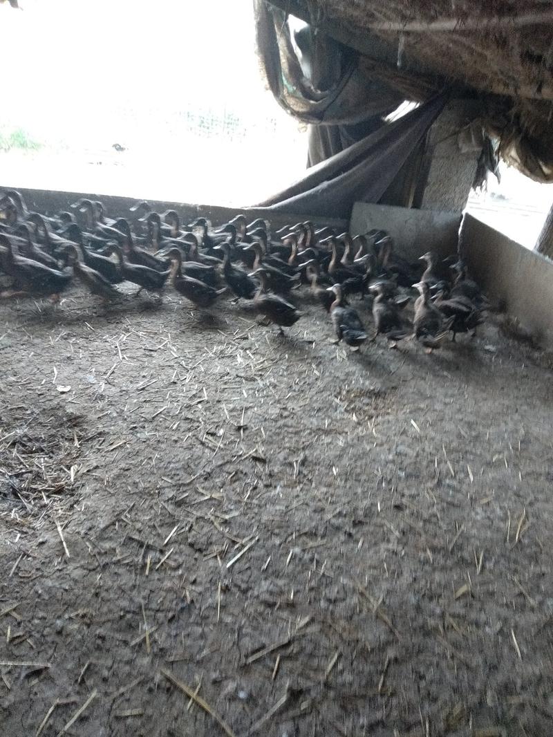 野鸭2-3斤人工养殖