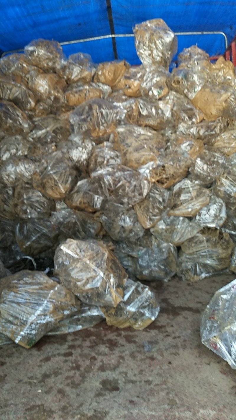 皱皮木瓜树苗无籽木瓜树苗