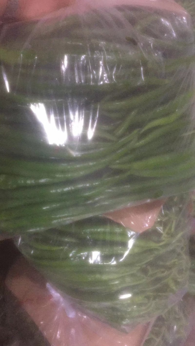 滦南精品线椒15~20厘米青，开始上市了