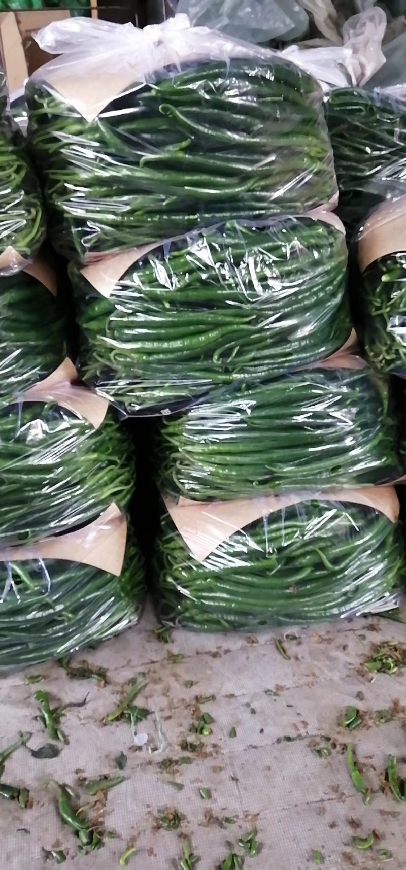 滦南精品线椒15~20厘米青，开始上市了