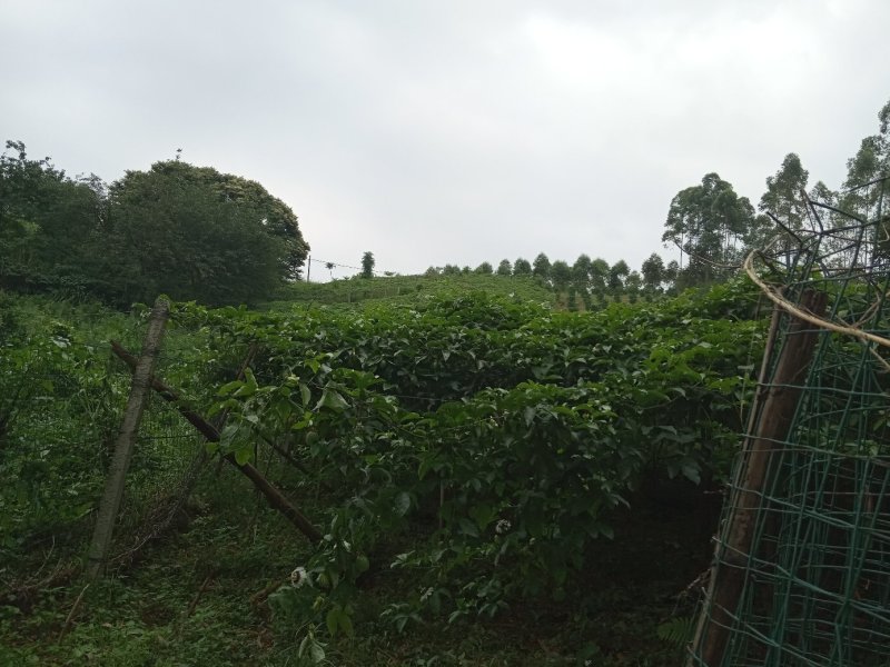 自产百香果