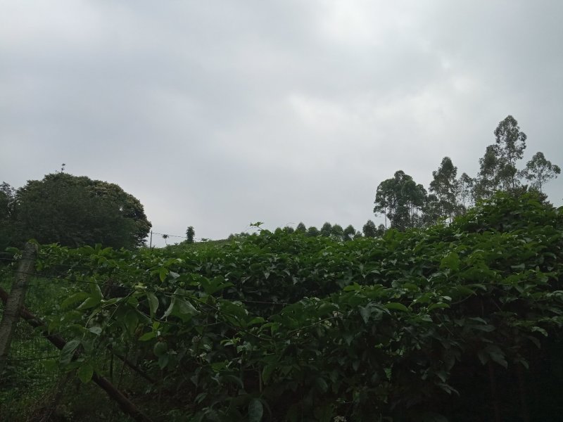 自产百香果