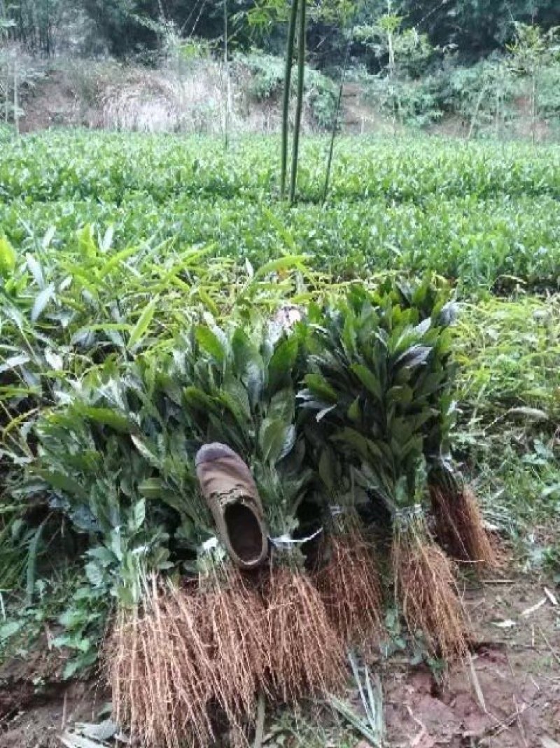 栀子花7个月花期，药用黄栀子