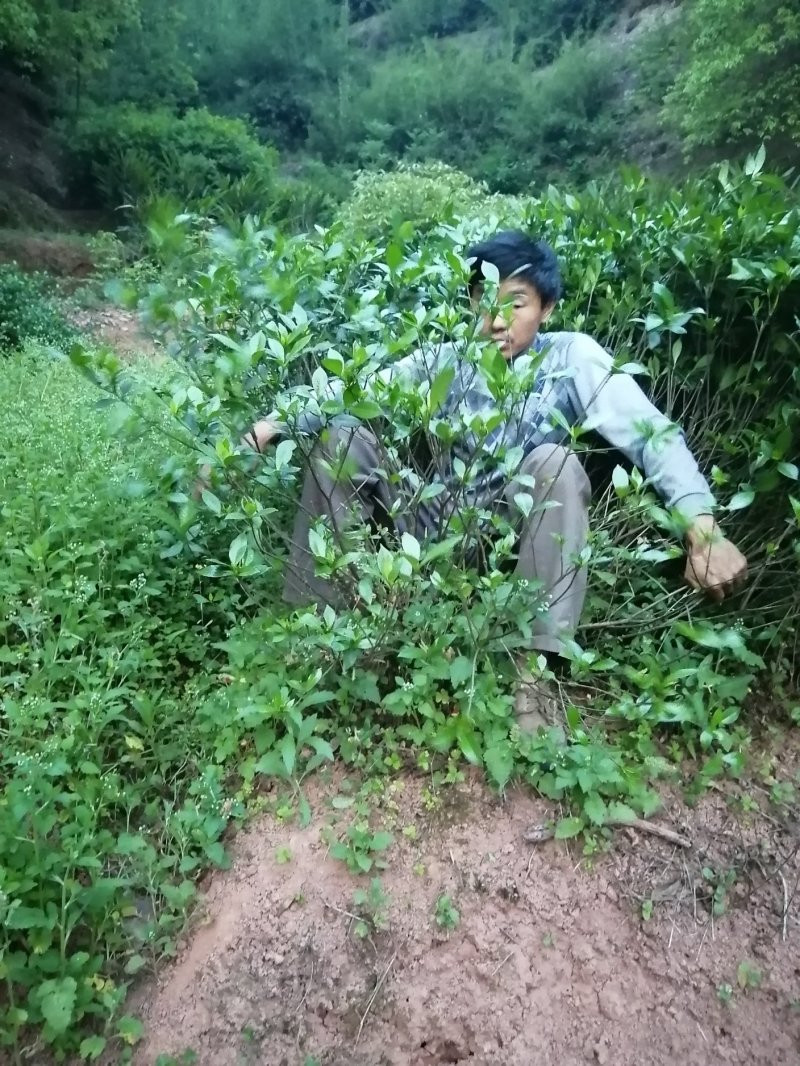 栀子花7个月花期，药用黄栀子