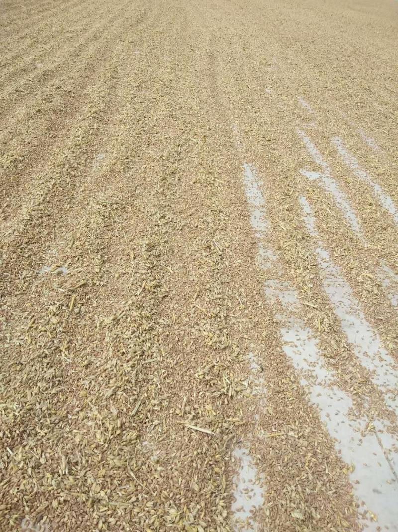 2022年新小麦麦子冬麦大量上市晒干烘干毛粮净粮