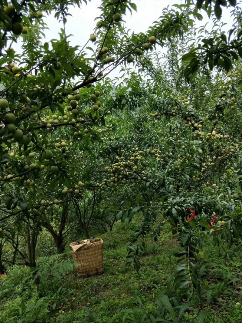 青脆李，大量供应
