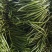 滦南精品线椒15~20厘米青，开始上市了