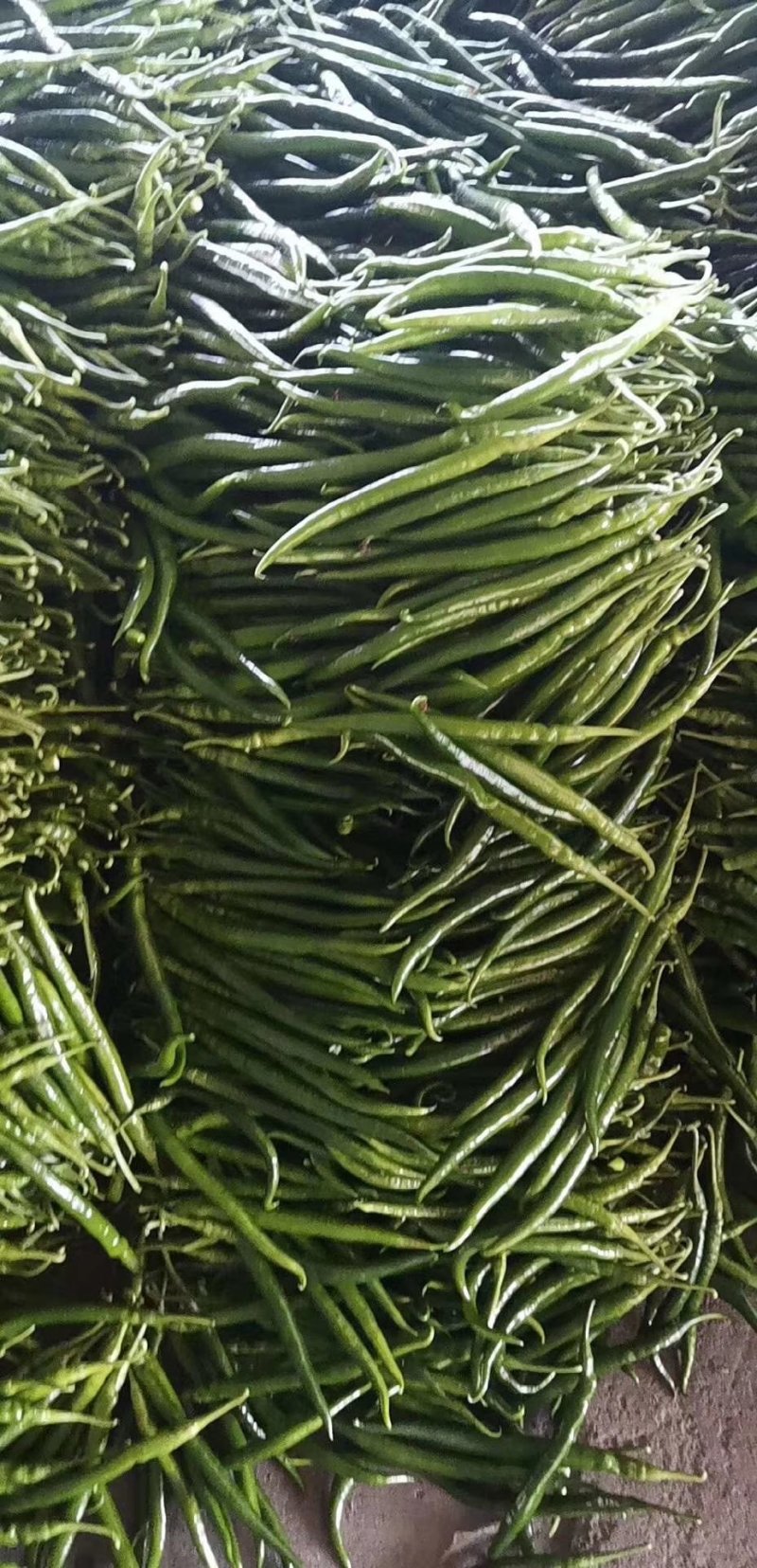 滦南精品线椒15~20厘米青，开始上市了