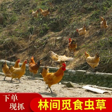 正宗乡村散养土鸡，