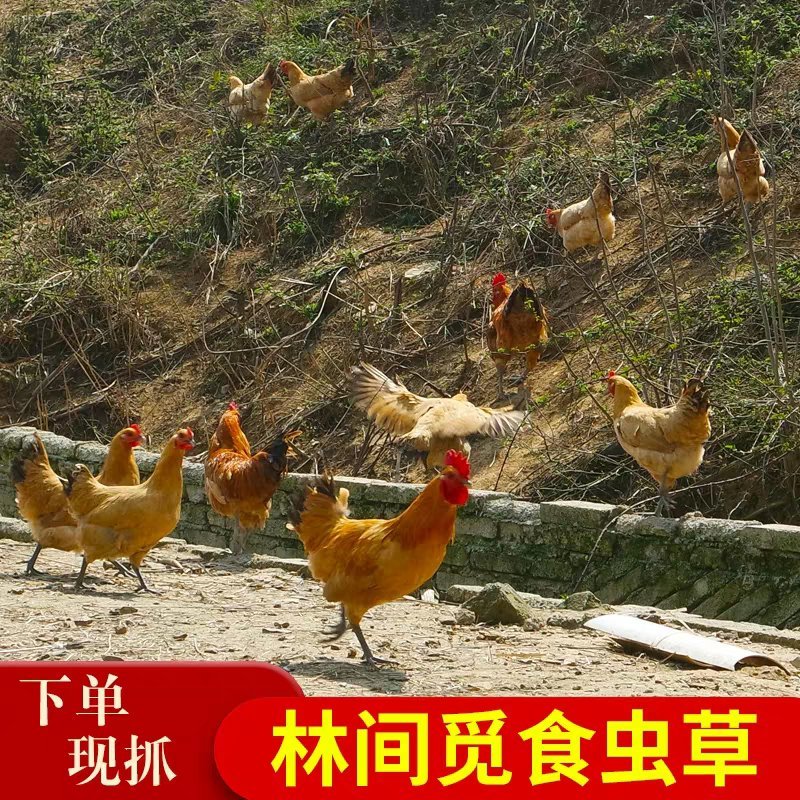 正宗乡村散养土鸡，