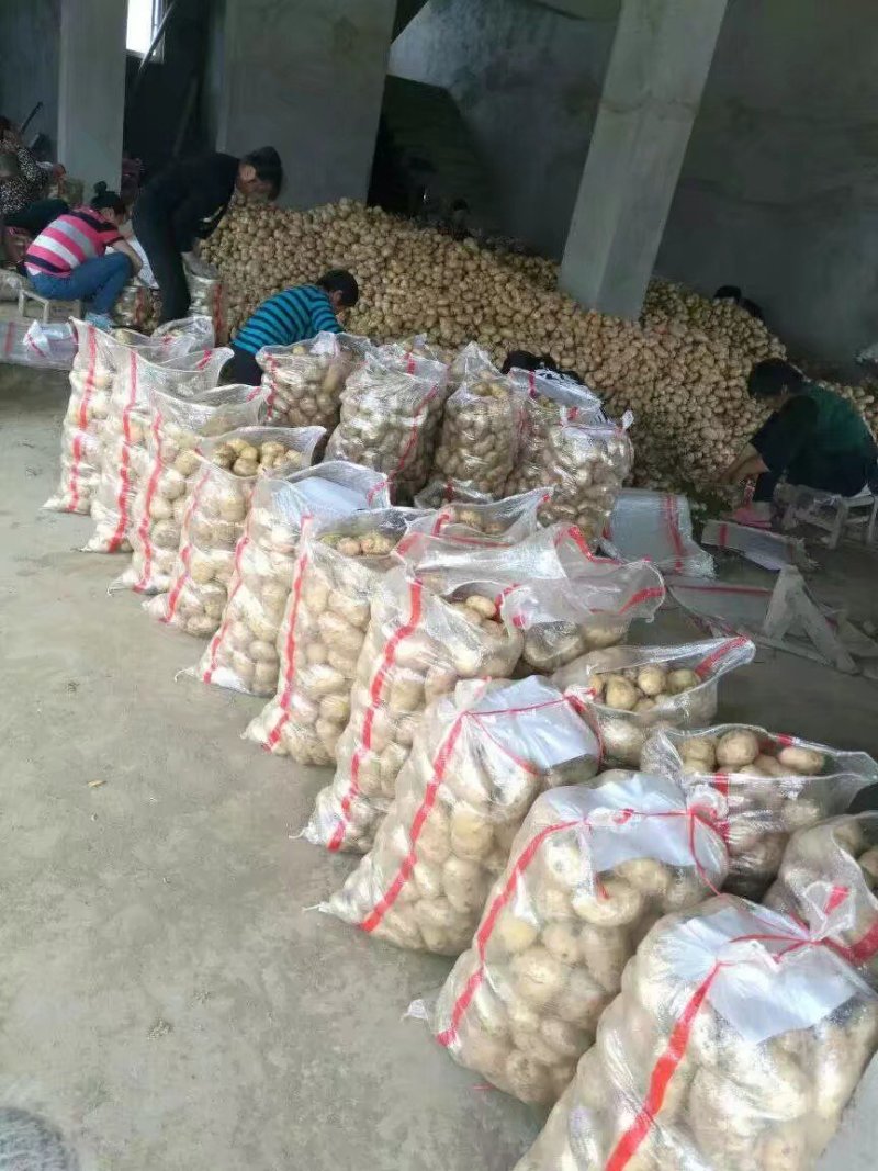 南阳基地黄心土豆大量上市中二俩起，六一大量供应