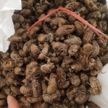 蝉蜕，货干，无小蝉蜕，落地货，