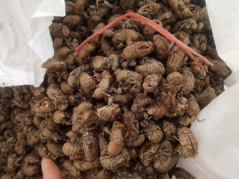 蝉蜕，货干，无小蝉蜕，落地货，