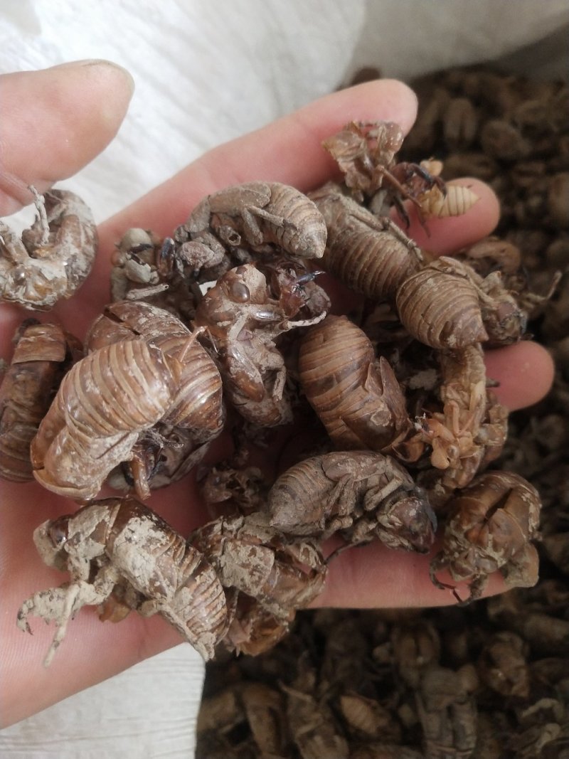 蝉蜕，货干，无小蝉蜕，落地货，