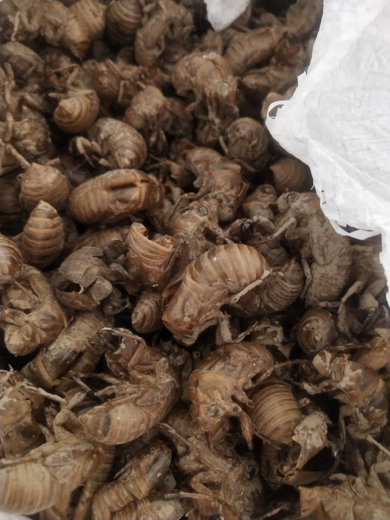 蝉蜕，货干，无小蝉蜕，落地货，