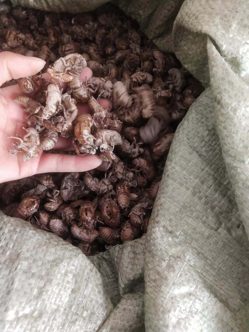 蝉蜕，货干，无小蝉蜕，落地货，