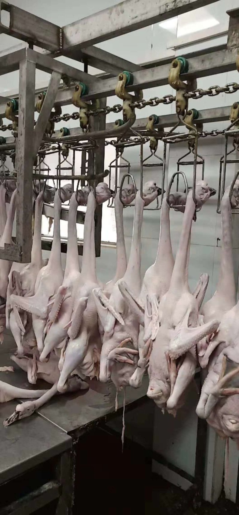 清远黑棕鹅产地直销价格实惠量大从优