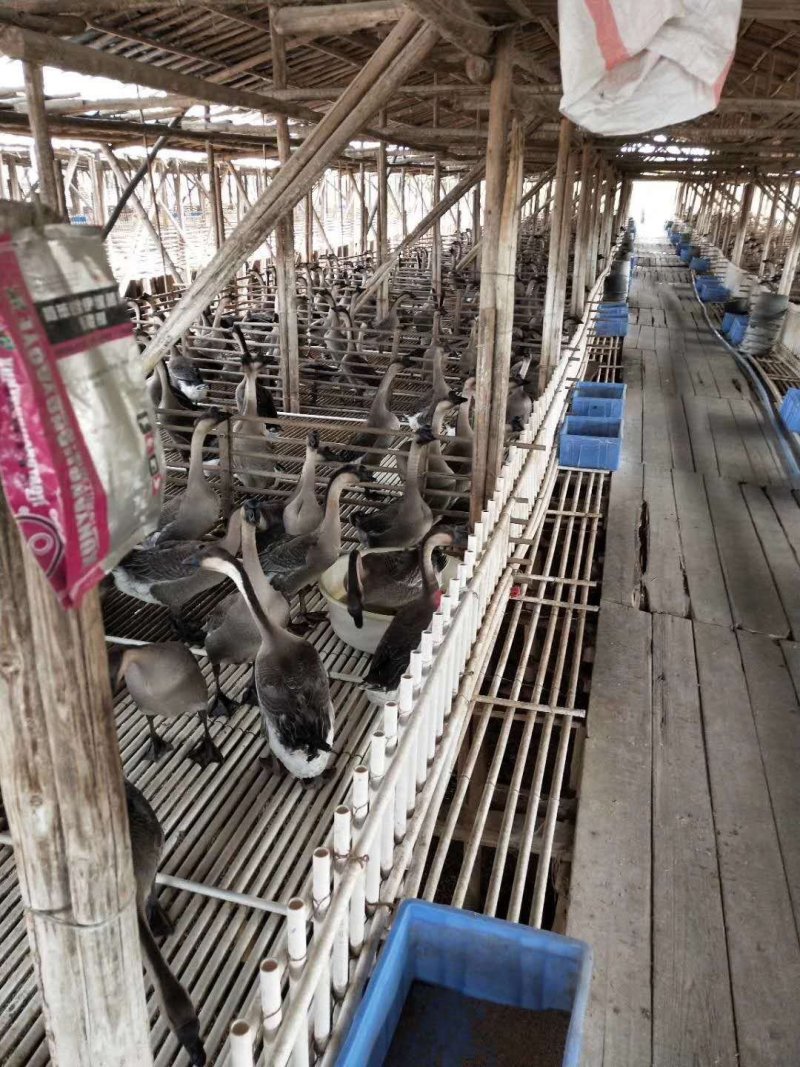 清远黑棕鹅产地直销价格实惠量大从优