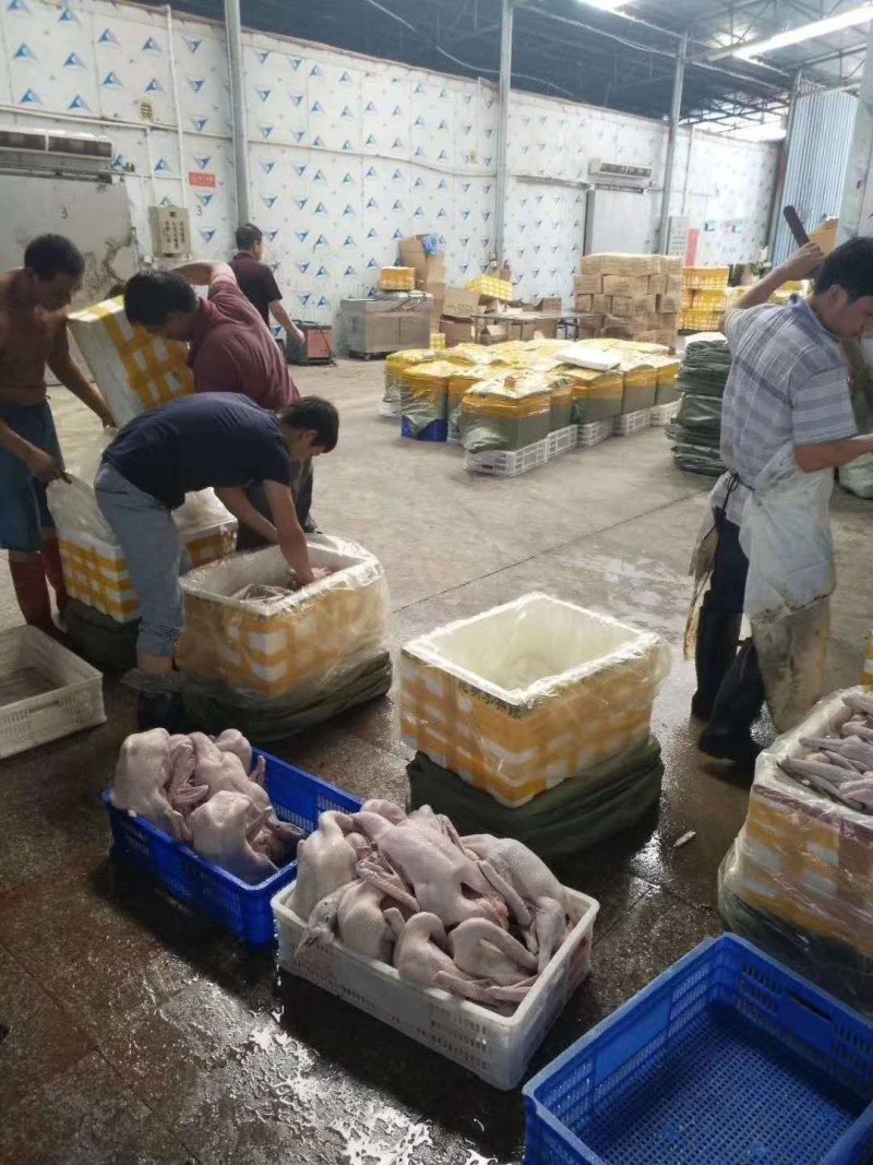清远黑棕鹅产地直销价格实惠量大从优