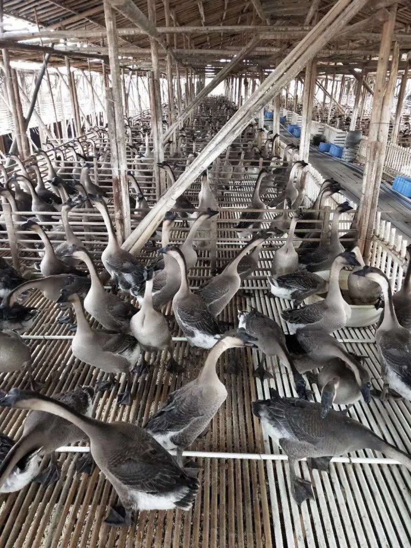清远黑棕鹅产地直销价格实惠量大从优
