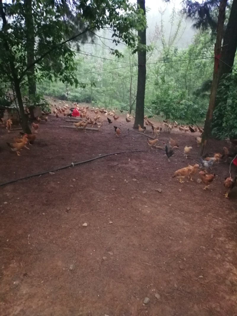 林下养殖生态土鸡