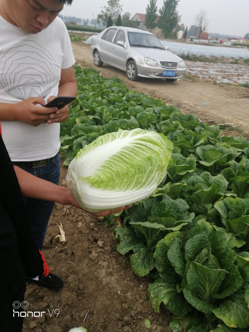 山东省平度市黄心白菜毛菜净莱大量上市