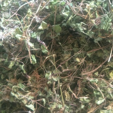 积雪草