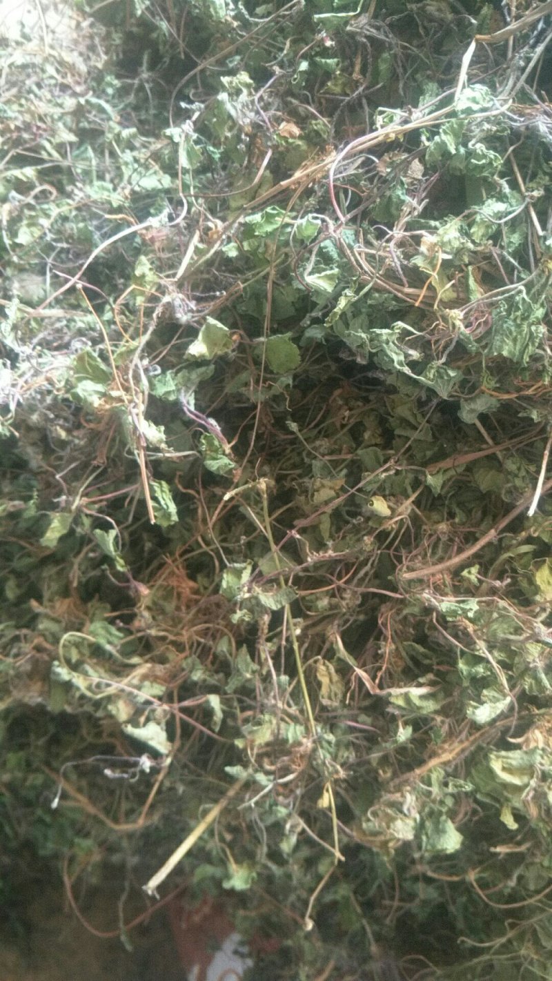 积雪草