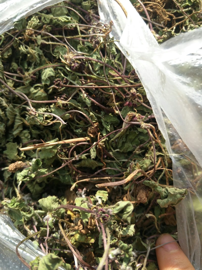 积雪草