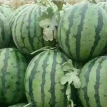 高密大棚头茬甜王西瓜