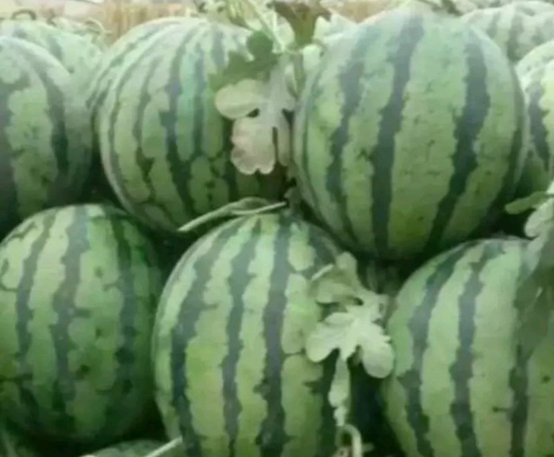 高密大棚头茬甜王西瓜