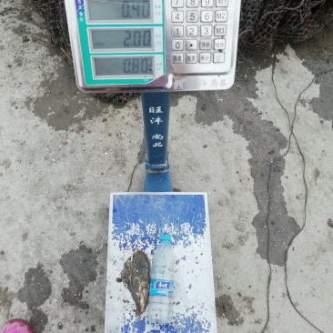 生蚝