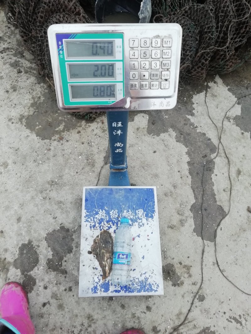 生蚝