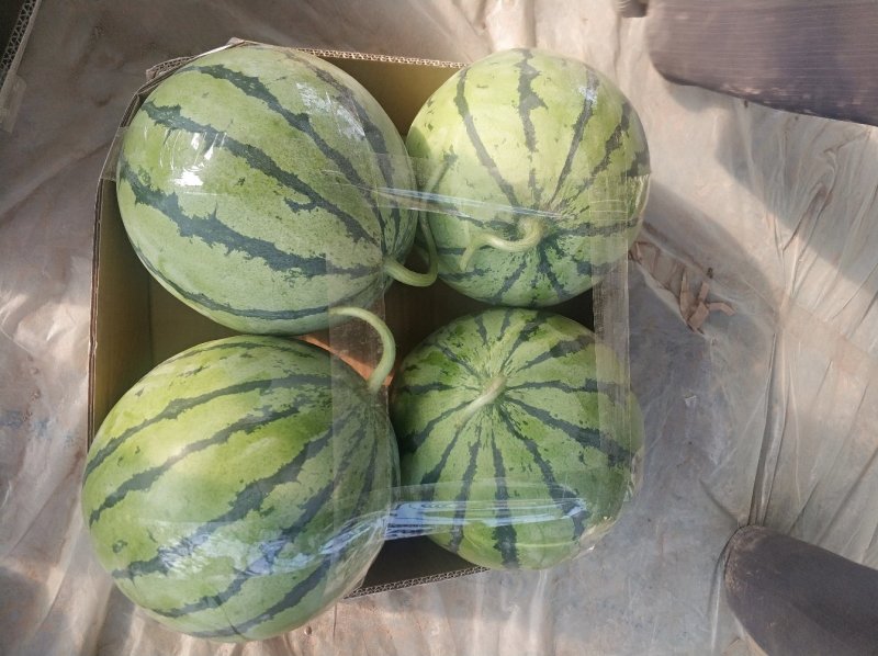麒麟西瓜，美都西瓜6斤起步，颜色好，口感甜