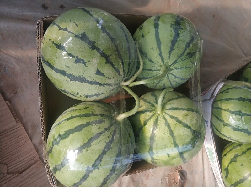 麒麟西瓜，美都西瓜6斤起步，颜色好，口感甜
