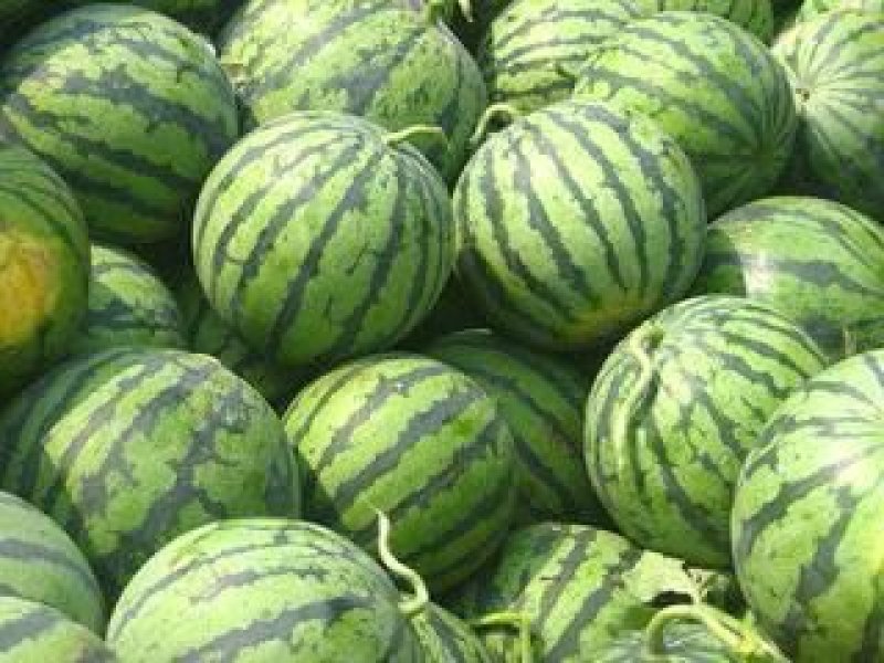 大棚美都西瓜，大棚无籽西瓜，美都麒麟西瓜，
