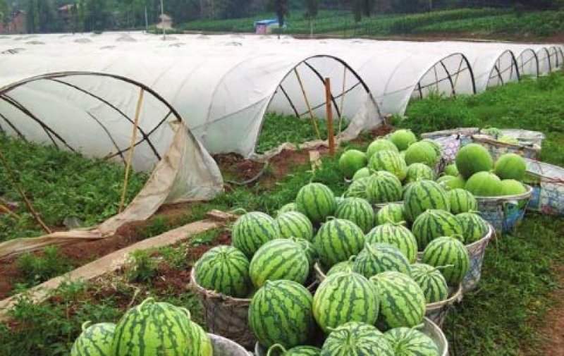 大棚美都西瓜，大棚无籽西瓜，美都麒麟西瓜，