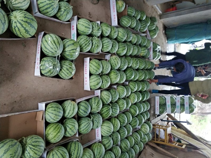 大棚美都西瓜，大棚无籽西瓜，美都麒麟西瓜，