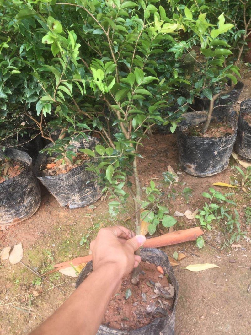 嘉宝果树苗树葡萄苗四季嘉宝果