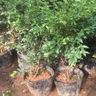 嘉宝果树苗树葡萄苗四季嘉宝果