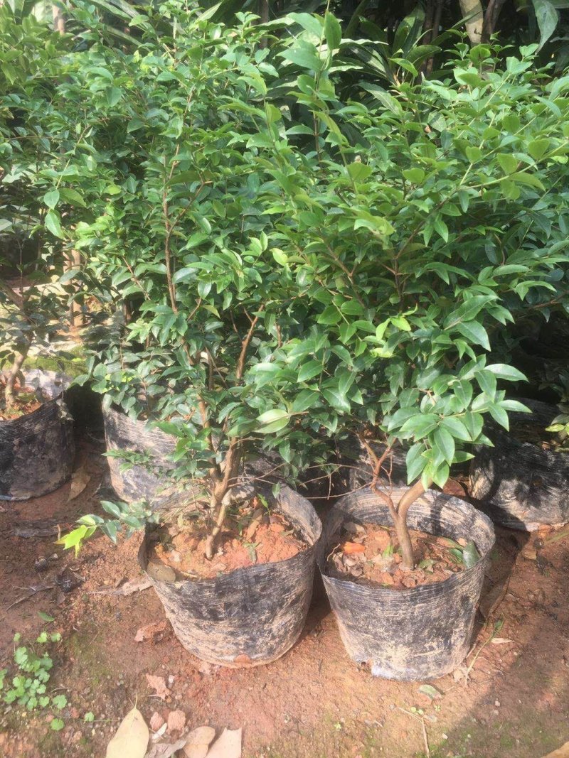 嘉宝果树苗树葡萄苗四季嘉宝果