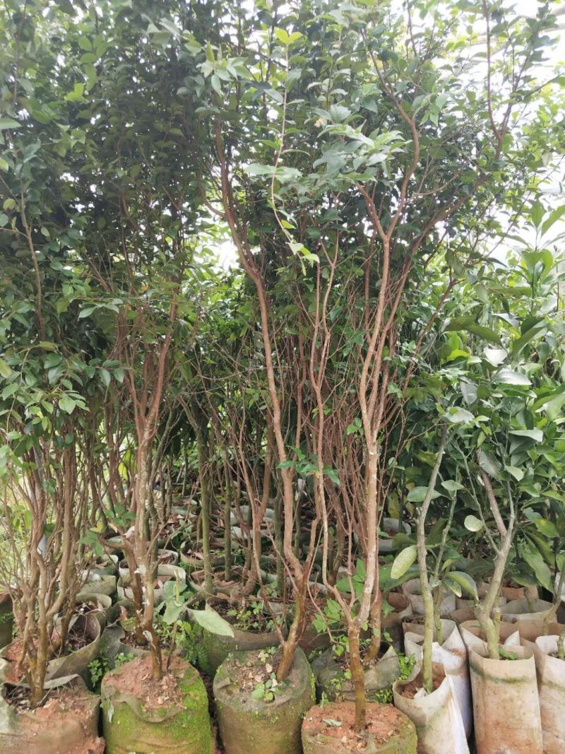 嘉宝果树苗树葡萄苗四季嘉宝果