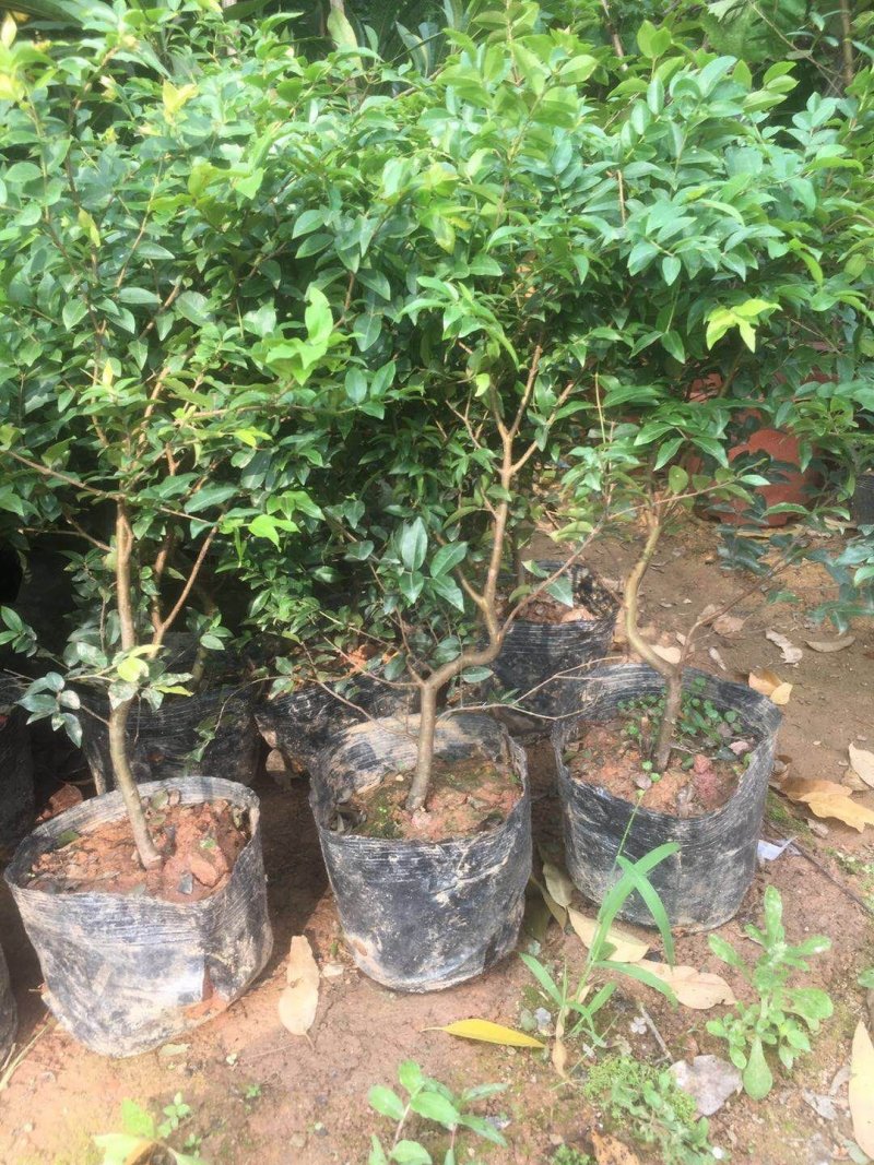 嘉宝果树苗树葡萄苗四季嘉宝果