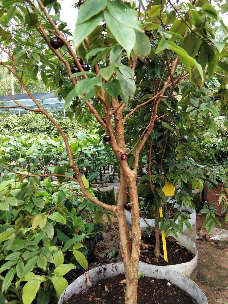 嘉宝果树苗树葡萄苗四季嘉宝果