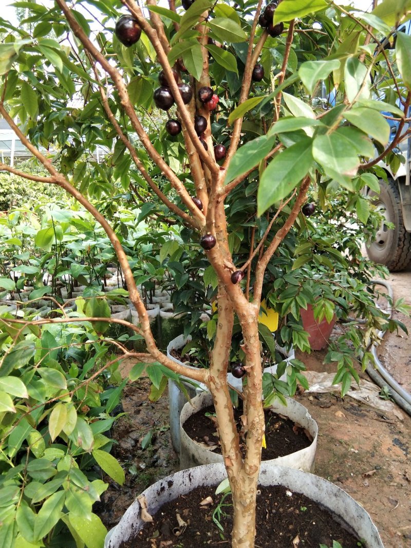 嘉宝果树苗树葡萄苗四季嘉宝果