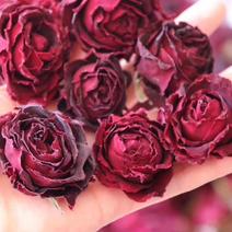 墨红玫瑰花新货100克颜色好形状好各种花茶菊花品种齐