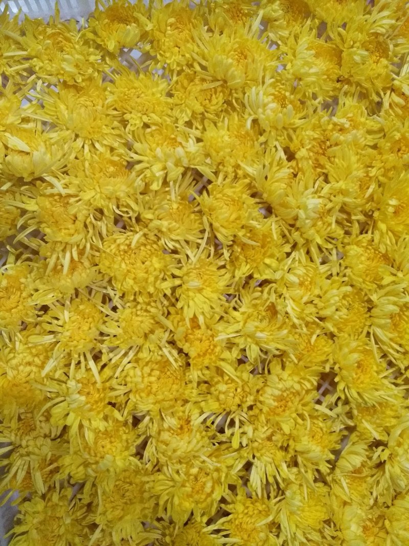 金丝皇菊盒装