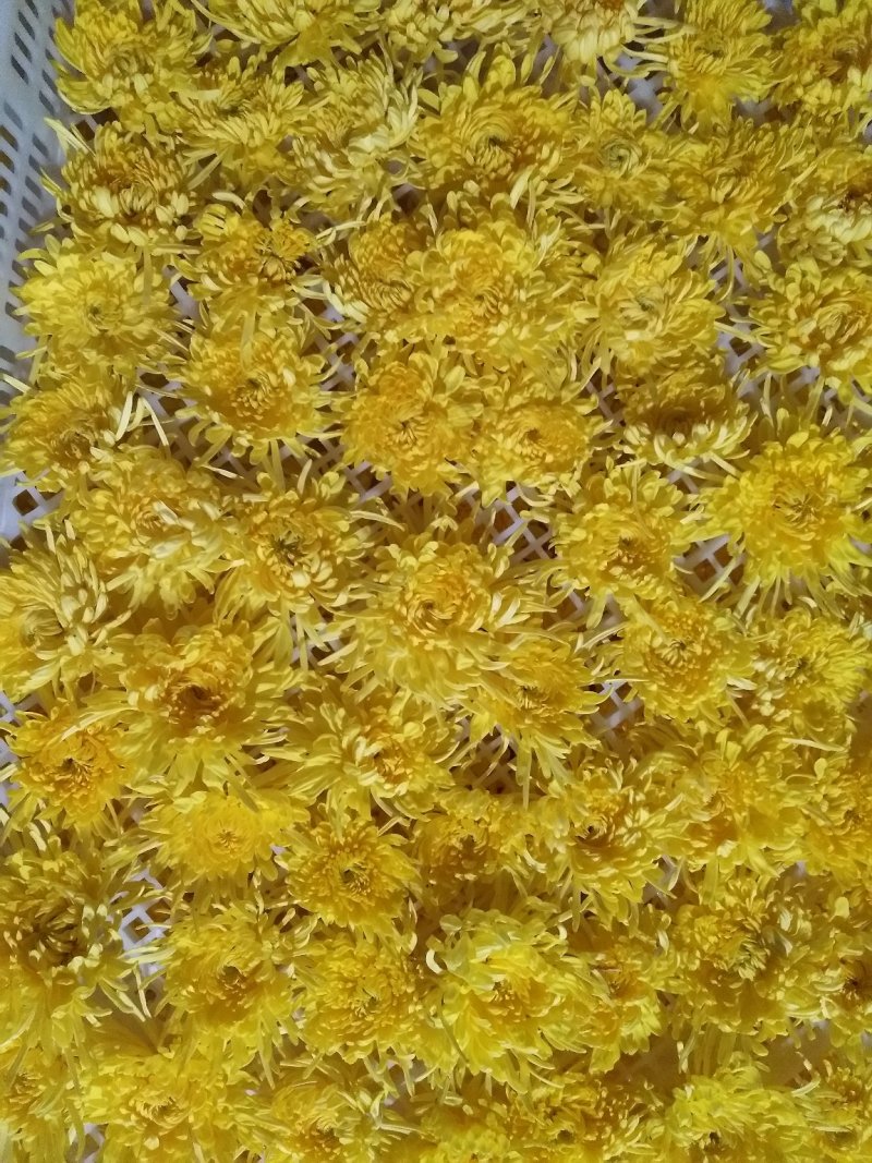金丝皇菊盒装